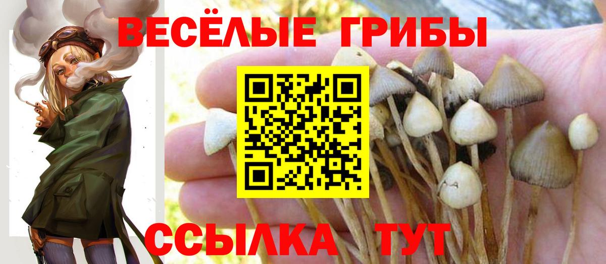 Галлюциногенные грибы Psilocybe  Вход с VPN  Галлюциногенные грибы Magic Shrooms  Брянск 